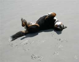 Ankes Gassi Service - Gassi Service Hamburg, HH, Dogwalking, Dogwalker, kostenloser Hol- und Bring-Service, Tagesbetreuung, Halbtagesbetreuung, Urlaubsbetreuung, Wochenendbetreuung, Feiertagsbetreuung ohne Aufpreis, abwechslungsreche Spazierg&auml;nge in Hamburg und umgebund, an der Elbe an der K&uuml;sten in Feld, Wald und Wiesen und immer da wo es Spa&szlig; macht.