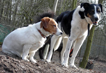 Ankes Gassi Service - abwechslungsreche Spazierg&auml;nge in Hamburg und umgebund, an der Elbe an der K&uuml;sten in Feld, Wald und Wiesen und immer da wo es Spa&szlig; macht.