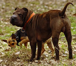 Ankes Gassi Service - Gassi Service Hamburg, HH, Dogwalking, Dogwalker, kostenloser Hol- und Bring-Service, Tagesbetreuung, Halbtagesbetreuung, Urlaubsbetreuung, Wochenendbetreuung, Feiertagsbetreuung ohne Aufpreis, abwechslungsreche Spazierg&auml;nge in Hamburg und umgebund, an der Elbe an der K&uuml;sten in Feld, Wald und Wiesen und immer da wo es Spa&szlig; macht.