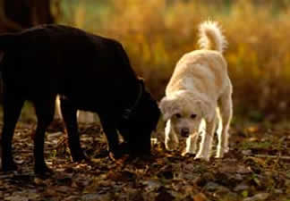 Ankes Gassi Service - Gassi Service Hamburg, HH, Dogwalking, Dogwalker, kostenloser Hol- und Bring-Service, Tagesbetreuung, Halbtagesbetreuung, Urlaubsbetreuung, Wochenendbetreuung, Feiertagsbetreuung ohne Aufpreis, abwechslungsreche Spazierg&auml;nge in Hamburg und umgebund, an der Elbe an der K&uuml;sten in Feld, Wald und Wiesen und immer da wo es Spa&szlig; macht.