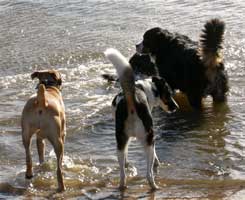 Ankes Gassi Service - Gassi Service Hamburg, HH, Dogwalking, Dogwalker, kostenloser Hol- und Bring-Service, Tagesbetreuung, Halbtagesbetreuung, Urlaubsbetreuung, Wochenendbetreuung, Feiertagsbetreuung ohne Aufpreis, abwechslungsreche Spazierg&auml;nge in Hamburg und umgebund, an der Elbe an der K&uuml;sten in Feld, Wald und Wiesen und immer da wo es Spa&szlig; macht.