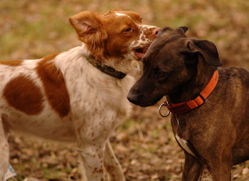 Ankes Gassi Service - da f&uuml;hlt sich Ihr Hund so richtig wohl, Gassi Service Hamburg, HH, Dogwalking, Dogwalker, kostenloser Hol- und Bring-Service, Tagesbetreuung, Halbtagesbetreuung, Urlaubsbetreuung, Wochenendbetreuung, Feiertagsbetreuung ohne Aufpreis