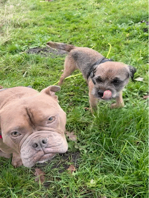 Ankes Gassi Service - da f&uuml;hlt sich Ihr Hund so richtig wohl, Gassi Service Hamburg, HH, Dogwalking, Dogwalker, kostenloser Hol- und Bring-Service, Tagesbetreuung, Halbtagesbetreuung, Urlaubsbetreuung, Wochenendbetreuung, Feiertagsbetreuung ohne Aufpreis